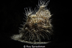 This Hairy Frog fish image was taken with a Mini flash sn... by Roy Spraakman 